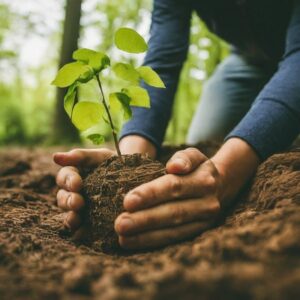 Plywood and Forest Certification